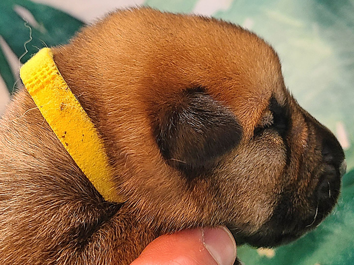 chinook puppy